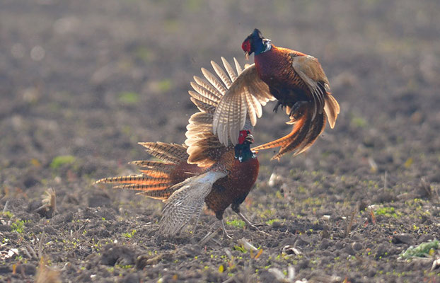 FASAN, COMMON PHEASANT, PHASIANUS COLCHICUS