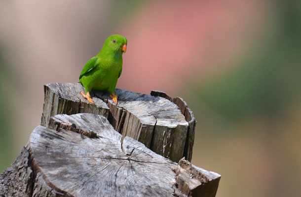 FRÜHLINGSPAPAGEICHEN, VERNAL HANGING PARROT, LORICULUS VERNALIS