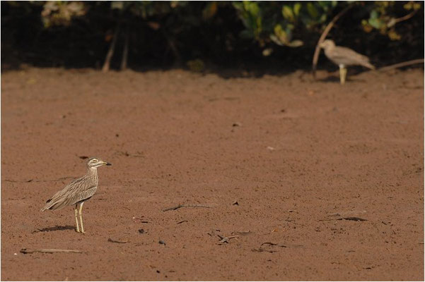 SENEGALTRIEL, SENEGAL THICK-KNEE, BURHINUS SENEGALENSIS