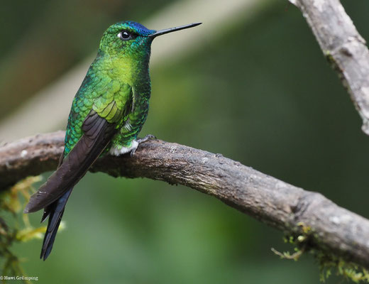 LANGSCHWANZHÖSCHENKOLIBRI, SAPPHIRE-VENTED PUFFLEG - ERIOCNEMIS LUCIANI
