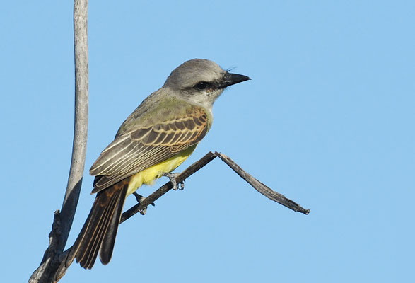 TRAUERTYRANN, TROPICAL KINGBIRD, TYRANNUS MELANCHOLICUS