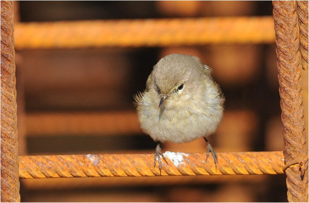 ZILPZALP, CHIFFCHAFF, PHYLLOSCOPUS COLLYBITA