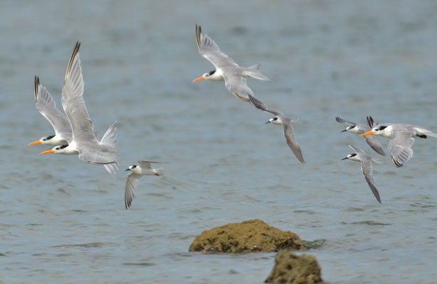 RÜPPELLSEESCHWALBE, LESSER CRESTED TERN, THALASSEUS BENGALENSIS