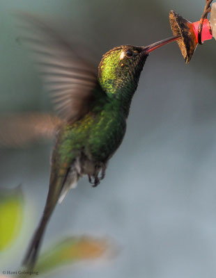 KUBASMARAGDKOLIBRI, CUBAN EMERALD, CHLOROSTILBON RICORDII