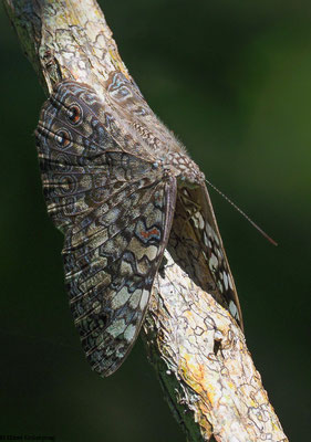 Perfekt getarnter Schmetterling 