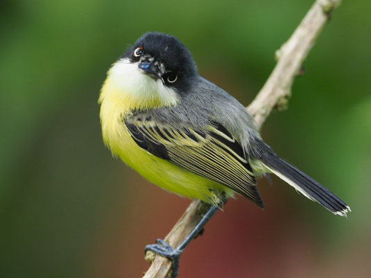 GELBBAUCH-SPATELTYRANN, COMMON TODY-FLYCATCHER - TODIROSTRUM CINEREUM
