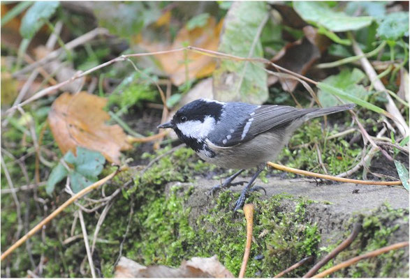 TANNENMEISE, COAL TIT, PERIPARUS ATER