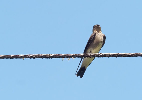 NÖRDLICHE RAUFLÜGELSCHWALBE, NORTHERN ROUGH-WINGED SWALLOW, STELGIDOPTERYX SERRIPENNIS
