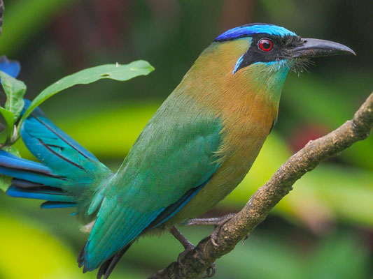 BLAUSCHEITELMOTMOT, BLUE-CROWNED MOTMOT, MOMOTUS MOMOTA