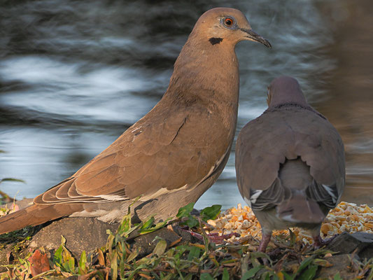 WEISSFLÜGELTAUBE, WHITE-WINGED DOVE, ZENAIDA ASIATICA