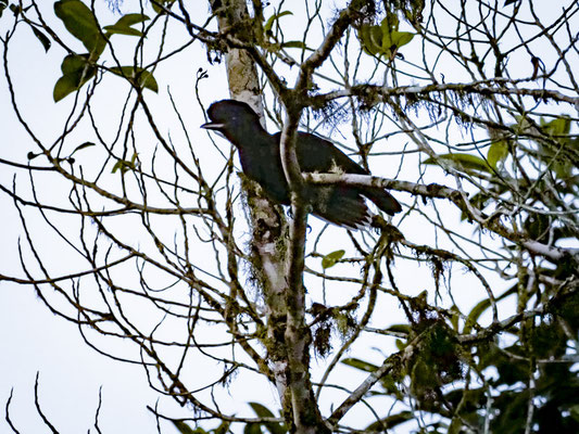 LANGLAPPEN-SCHIRMVOGEL, LONG-WATTLED UMBRELLABIRD - CEPHALOPTERUS PENDULIGER