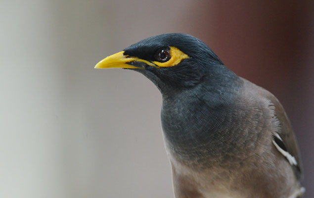 HIRTENMAINA, COMMON MYNA, ACRIDOTHERES TRISTIS