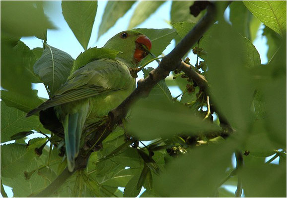 HALSBANDSITTICH, ROSE-RINGED PARAKEET, PSITTACULA KRAMERI