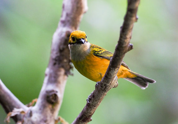 SILBERKEHLTANGARE, SILVER-THROATED TANAGER, TANGARA ICTEROCEPHALA