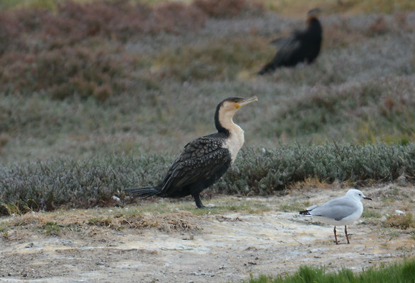 WEISSBRUSTKORMORAN, WHITE-BREASTED CORMORANT, PHALACROCORAX LUCIDUS