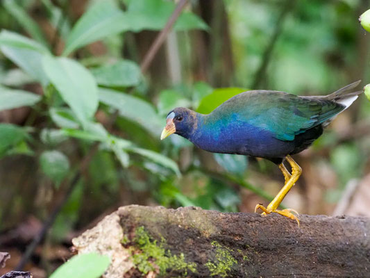 Zwergsultanshuhn, Purple Gallinule - Porphyrio martinicus