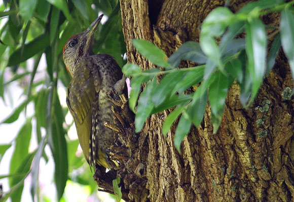 GRÜNSPECHT, GREEN WOODPECKER, PICUS VIRIDIS