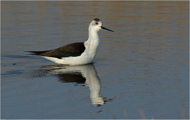 STELZENLÄUFER, BLACK-WINGED STILT, HIMANTOPUS HIMANTOPUS