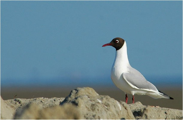 LACHMÖWE, BLACK-HEADED GULL, CHROICOCEPHALUS RIDIBUNDUS