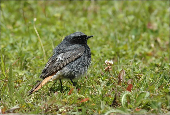 HAUSROTSCHWANZ, BLACK REDSTART, PHOENICURUS OCHRUROS