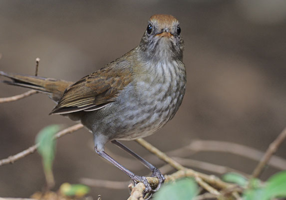 BERGMUSENDROSSEL, RUDDY-CAPPED NIGHTINGALE-TRUSH, CATHARUS FRANTZII