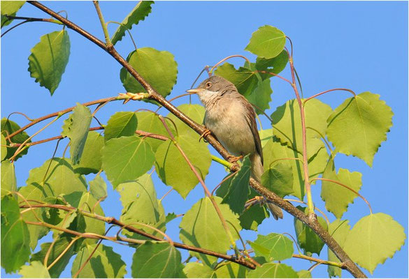 DORNGRASMÜCKE, WHITETHROAT, SYLVIA COMMUNIS