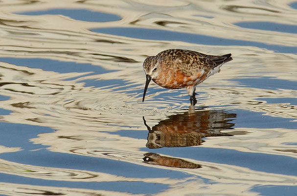 SICHELSTRANDLÄUFER, CURLEW SANDPIPER, CALIDRIS FERRUGINEA