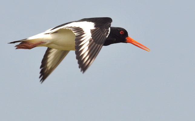 Austernfischer, Oyster-catcher, Haematopus ostralegus