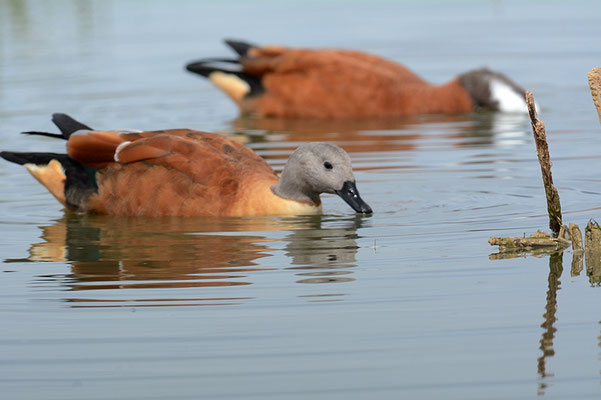 GRAUKOPFKASARKA, SOUTH AFRICAN SHELDUCK, TADORNA CANA