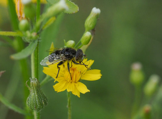 Glänzende Faulschlammschwebfliege, Lathyrophthalmus aeneus