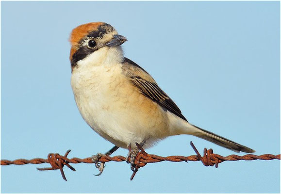 ROTKOPFWÜRGER, WOODCHAT SHRIKE, LANIUS SENATOR