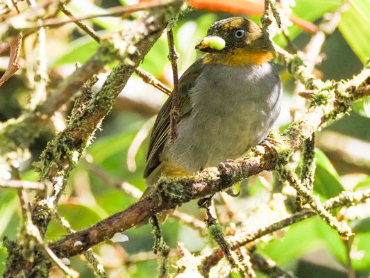  KURZSCHNABEL-BUSCHTANGARE, SHORT-BILLED BUSH-TANAGER - CHLOROSPINGUS PARVIROSTRIS