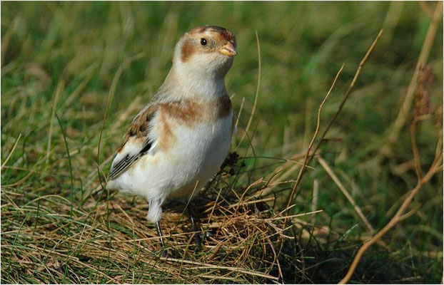 SCHNEEAMMER, SNOW BUNTING, PLECTROPHENAX NIVALIS