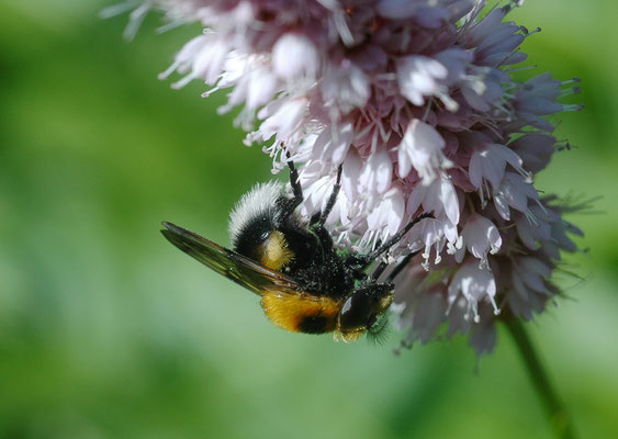 HUMMEL-WALDSCHWEBFLIEGE, VOLUCELLA BOMBYLANS