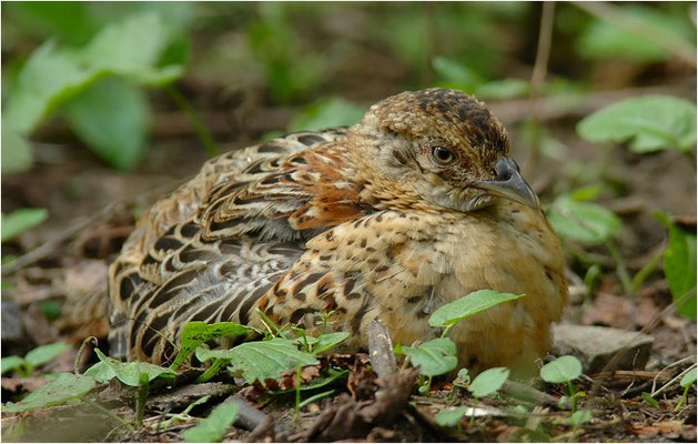FASAN, COMMON PHEASANT, PHASIANUS COLCHICUS