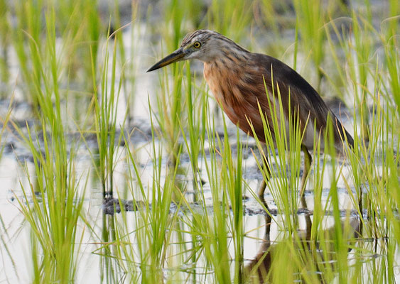 PRACHTREIHER, JAVAN POND HERON, ARDEOLA SPECIOSA