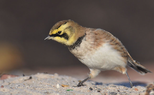 OHRENLERCHE, SHORE LARK (HORNED LARK), EREMOPHILA ALPESTRIS
