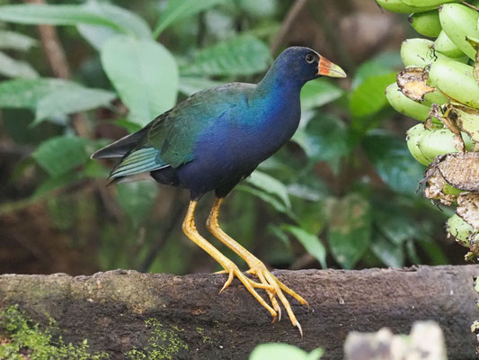 Zwergsultanshuhn, Purple Gallinule - Porphyrio martinicus