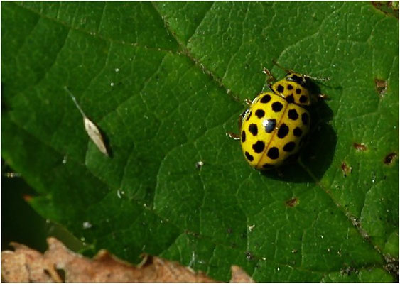Der Zweiundzwanzigpunkt (Psyllobora vigintiduopunctata) ist eine häufige Art trockener Standorte.