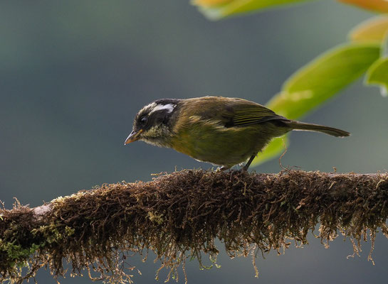 WEISSBRAUEN-BUSCHTANGARE, SOOTY-CAPPED BUSH-TANAGER, CHLOROSPINGUS PILEATUS