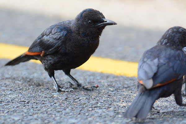 ROTSCHWINGENSTAR, RED-WINGED STARLING, ONYCHOGNATHUS MORIO