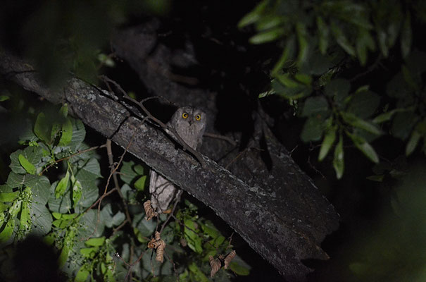 ZWERGOHREULE, SCOPS OWL, OTUS SCOPS