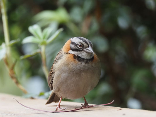 MORGENAMMER, RUFOUS-COLLARED SPARROW - ZONOTRICHIA CAPENSIS