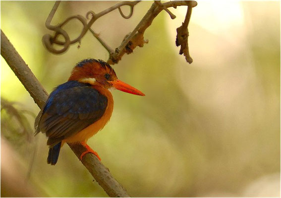 ZWERGEISVOGEL, AFRICAN PYGMY KINGFISHER, CEYX PICTA