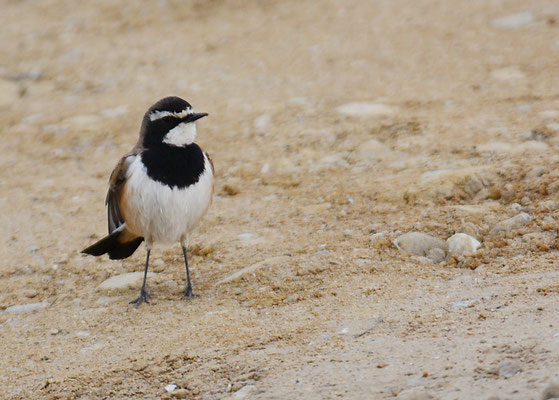 ERDSCHMÄTZER, CAPPED WHEATEAR, OENANTHE PILEATA