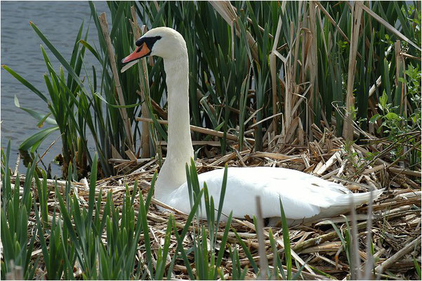 HÖCKERSCHWAN, MUTE SWAN, CYGNUS OLOR