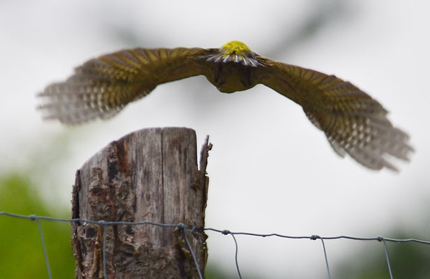GRÜNSPECHT, GREEN WOODPECKER, PICUS VIRIDIS