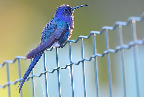 Blauer Gabelschwanzkolibri, Swallow-tailed hummingbird, Eupetomena macroura