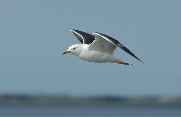 HERINGSMÖWE, LESSER BLACK-BACKED GULL, LARUS FUSCUS