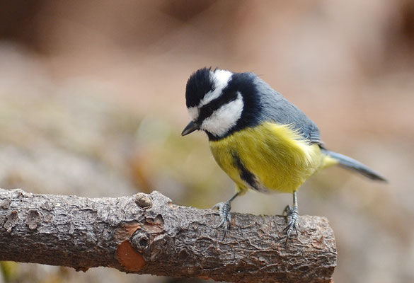 TENERIFFAMEISE, CANARY ISLANDS TIT, PARUS TENERIFFAE